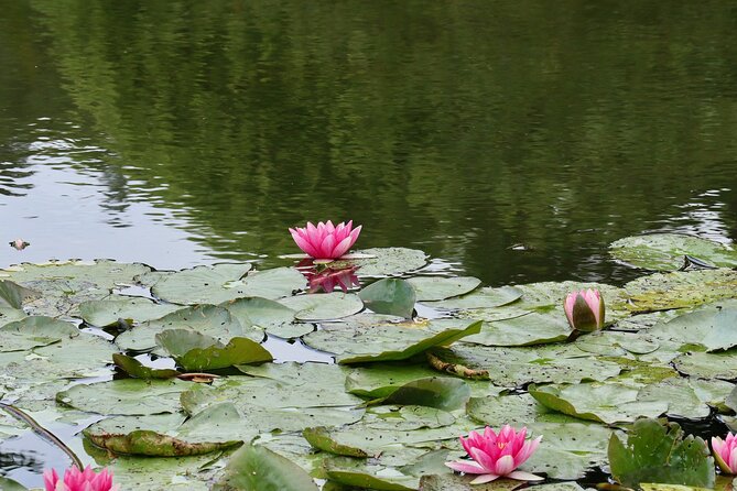 Private Giverny Monet’s House & Gardens Half-Day Tour from Paris - Who should book this private Giverny trip