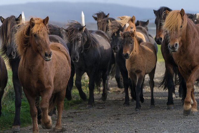 Private Golden Circle Tour by Luxury SUV from Reykjavik - Gullfoss gives the day its biggest roar