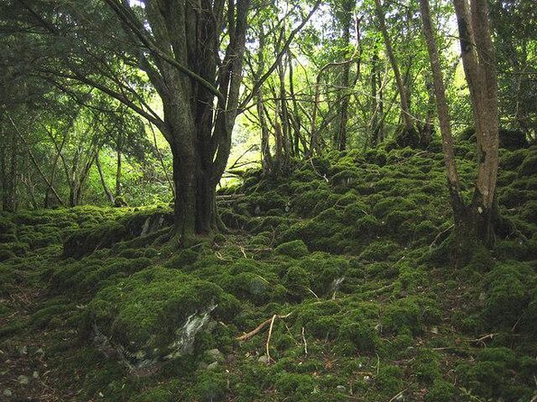 Private Killarney National Park Tour with an accredited chauffeur/guide - Key points to know before booking