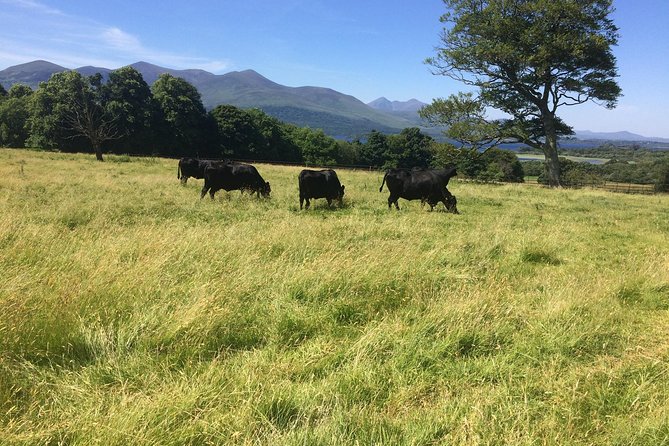 Private Killarney National Park Tour with an accredited chauffeur/guide - Muckross Abbey, a compact medieval pause