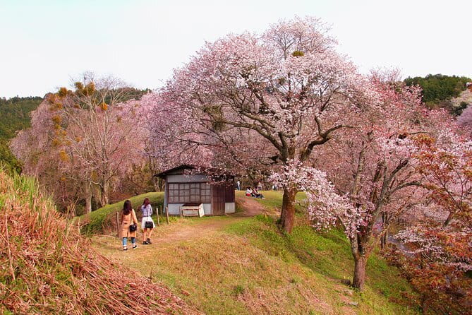 Private Kyoto Customizable Tour With Guide and Luxury vehicle - Fushimi Inari is the place to stretch your legs