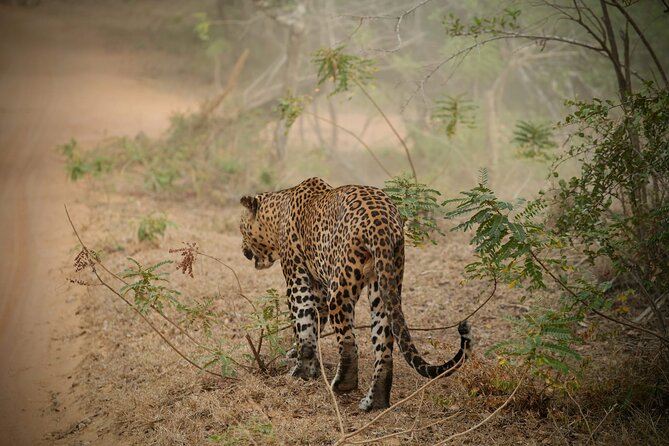 Private Multi Day Sri Lanka Tour with Chauffeur - A seven-day route with a lot packed in