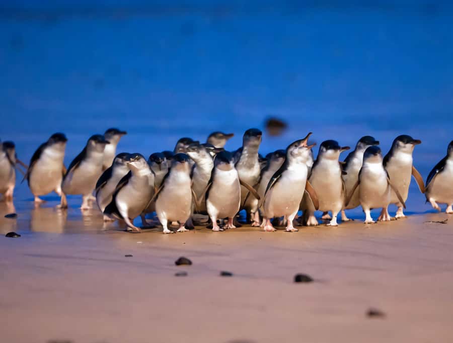 Puffing Billy Penguin Parade Winery Chocolaterie All-in-One - Cool-climate wine with optional tasting