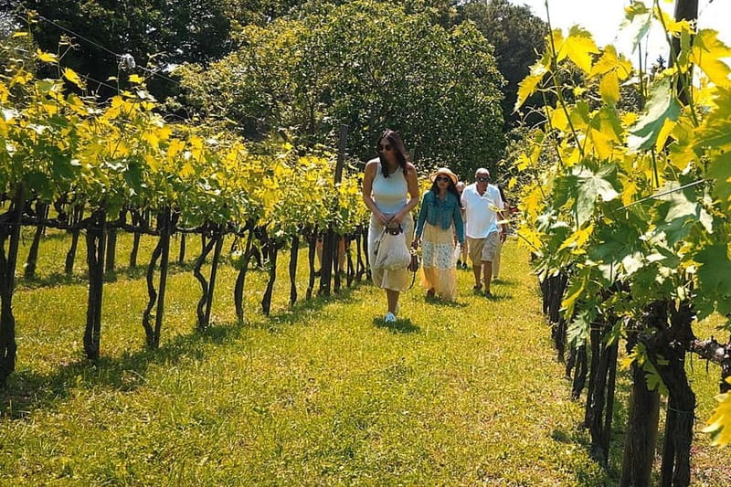 Rome Countryside: Wine Tasting Tour with Private Driver - Key Points to Know Before You Book