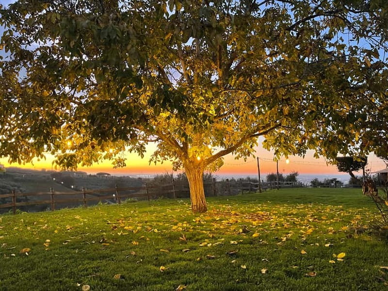 Rome Countryside: Wine Tasting Tour with Private Driver - Why the Olive Oil Matters