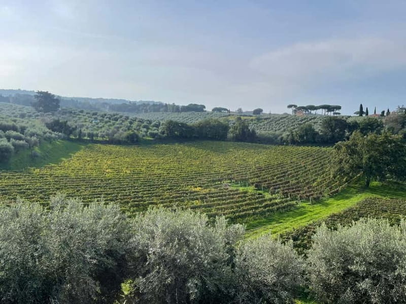 Rome Countryside: Wine Tasting Tour with Private Driver - A Three-Hour Schedule With Little Wasted Time