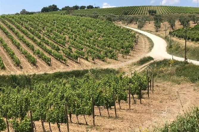Small group Chianti-side wine tour with Mercedes V class Van - Guides can shape the day