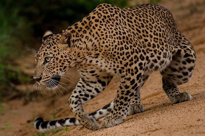 Sri Lanka budget tour package 8 days with driver,vehicle and H/B accommodations. - Key points to know before booking