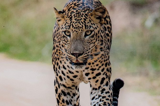 Sri Lanka private tour package 9 night 10 Day with driver+vehicle+accommodations - A broad first look at Sri Lanka