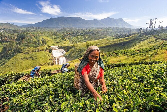 Sri Lanka; Professional Chauffeur Guide With Modern Vehicles - Tea country and the long hill roads
