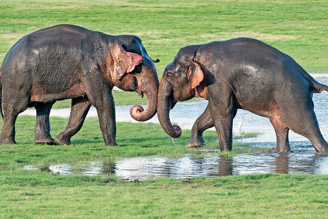 Sri Lanka tour 8 Days with a private driver, hotels, and vehicle - Day 2: Polonnaruwa ruins and Minneriya elephants