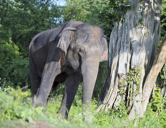 Sri Lanka tour itinerary . 6N/7D with driver, vehicle and H/B accommodations - What this seven-day Sri Lanka route really gives you