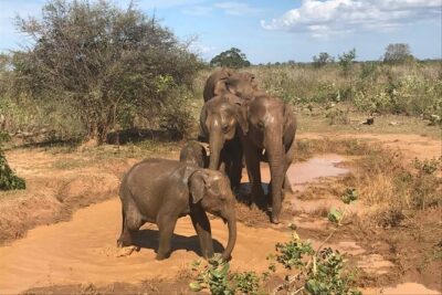 Sri Lanka tours 12-Day wildlife Tour with driver,Car or Van and accommodations