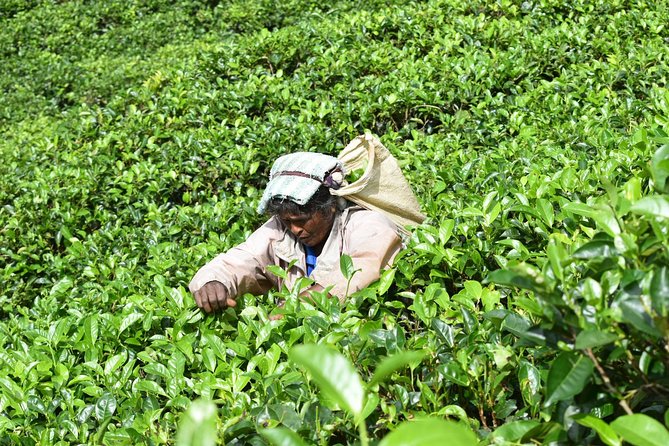 Sri Lanka tours 12-Day wildlife Tour with driver,Car or Van and accommodations - Days 5 and 6: Kandy gardens, tea country, and the train to Ella