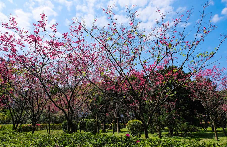 Taiwan Taipei: 8-Hour Customized Taipei City Exploration! - Chiang Kai-shek Memorial Hall and its open gardens