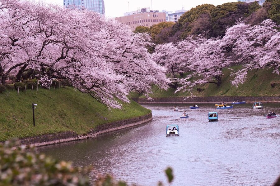 Tokyo: City Tour Tokyo With Driver - The $377 price and who gets the best value