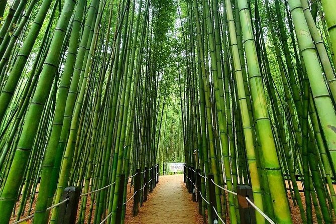 Ulsan Full Day Private Car Tour from Busan with a Certified Guide - Taehwagang Bamboo Forest beside the river