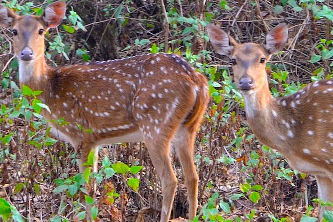 Wild life tour in Chennai with guide and private car - Madras Crocodile Bank, the specialist highlight