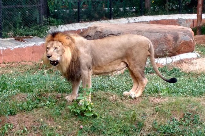 Wild life tour in Chennai with guide and private car - Which day should you choose?