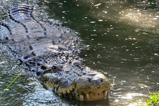 Wild life tour in Chennai with guide and private car - Chennai Snake Park, a compact reptile lesson