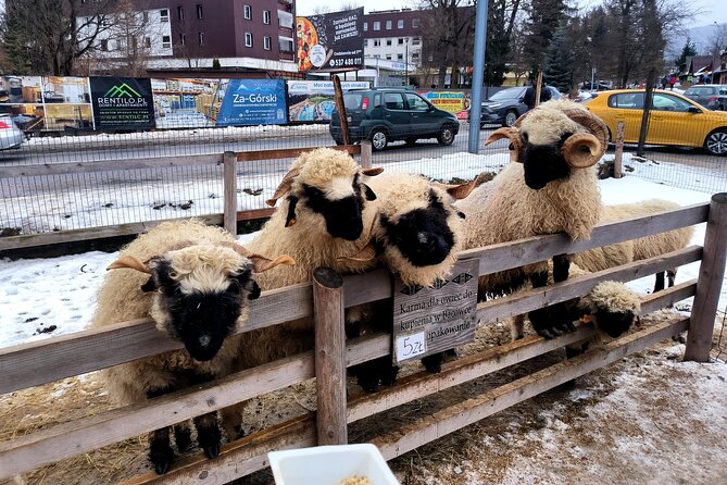 Zakopane Private day trip from Krakow with Hot Springs, cable Car - Leaving Krakow for the Tatra foothills